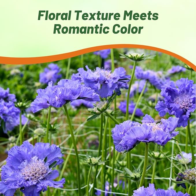 Outsidepride Perfection Blue Scabiosa Seeds - 400 Pcs Perennial Pincushion Flower Seeds That Attract Pollinators, Upright & Neat Growth Habit for Small Gardens, Borders, Containers, & Xeriscaping