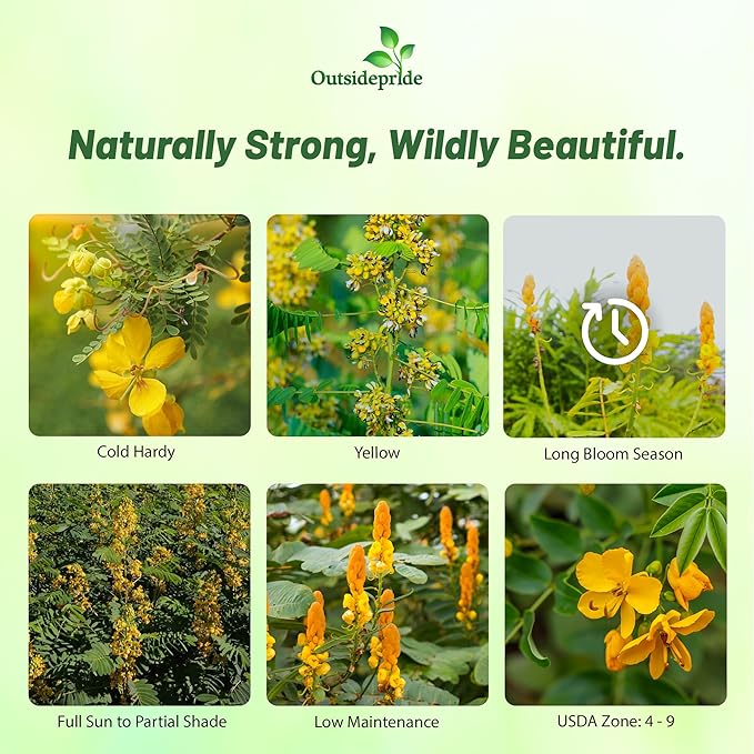 Outsidepride Wild Senna Seeds - 100 Pcs. Perennial, Low Maintenance & Pollinator Friendly, Herb Seeds for Planting Tall, Vibrant Yellow Blooms for Garden Beds, Borders & Wildflower Meadows