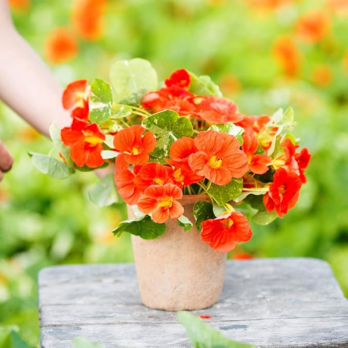 Eden Brothers Nasturtium Seeds - Alaska Scarlet Non-GMO Seeds for Planting, 1 Ounce | Low-Maintenance Flower Seeds, Plant During Spring Season, Zones 1, 10, 2, 3, 4, 5, 6, 7, 8, 9