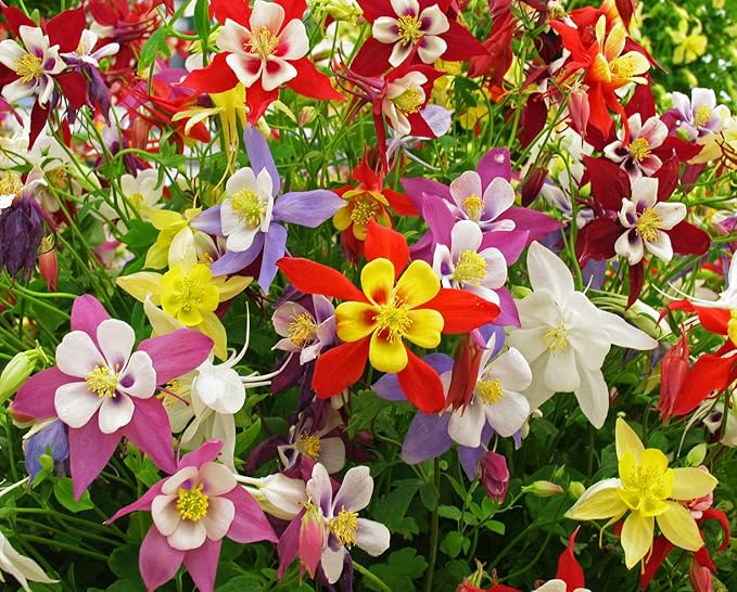 Columbine McKana Mix Seeds – Aquilegia Caerulea | Perennial Wildflower for Pollinators | Elegant Long-Spurred Blooms