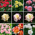 Mixrug Grandiflora Rose Seeds for Planting, 200+pcs Perennial Non-GMO Heirloom Grandiflora Rose Flower Seeds, Rare Beauty Home Garden Blooms Flowers Plants for Outdoors