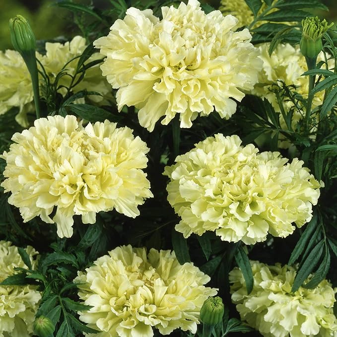 Outsidepride Nana Kilimanjaro White African Marigold Seeds for Planting - 1000 Pcs Annual, Compact & Heat-Tolerant, Flower Seeds w/Creamy White 3-Inch Blooms, Ideal for Vibrant Pollinator Gardens