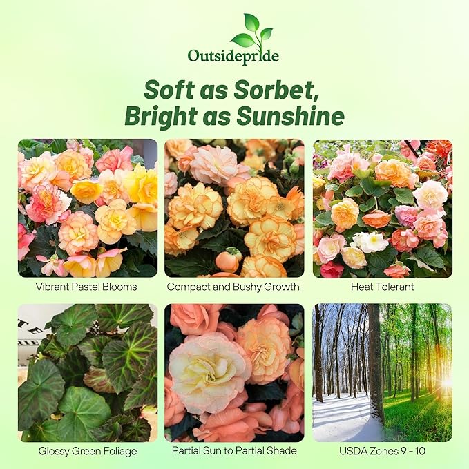 Outsidepride Sorbet Limitless Begonia Seeds for Planting - 25 Pcs Perennial Flower Seeds with Large Blooms, Arching & Pendulous Growth Habit, for Containers, Hanging Baskets, or Landscape Plantings