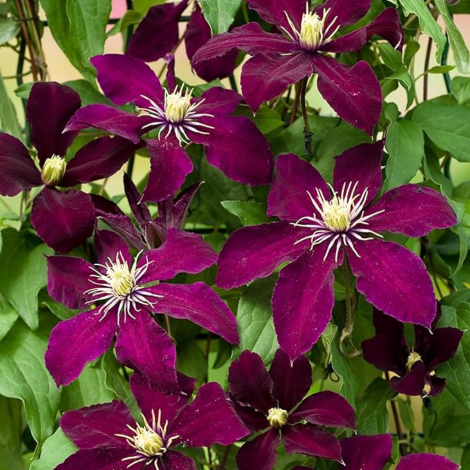 100+ Clematis Seeds for Planting - Rare Bloom Climbing Clematis Non-GMO, Heirloom Seeds Perennial Flower Garden Flower