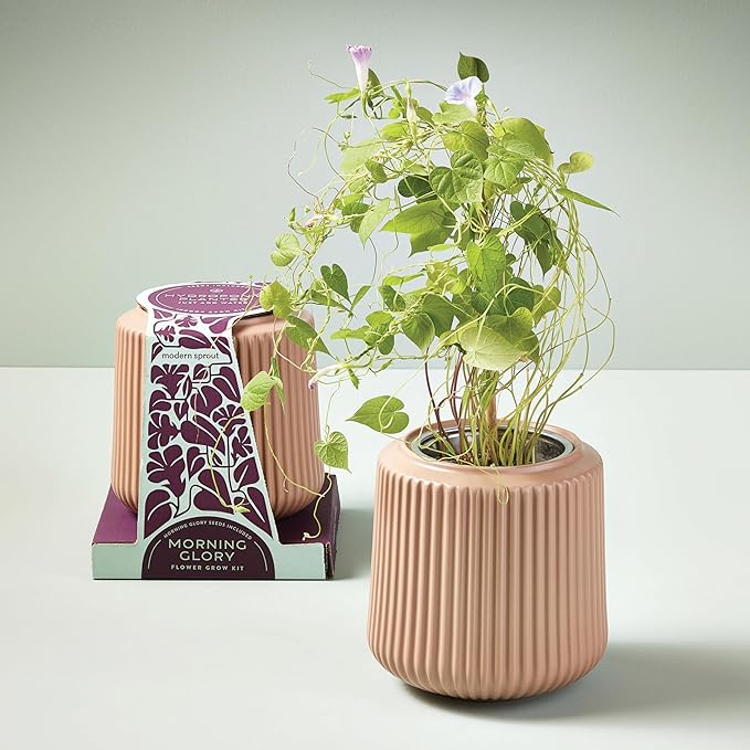 Modern Sprout Flower Grow Kit - Ceramic Planter with Indoor Hydroponics Growing System Kit Ideal for Living Room Decor - Unique Gardening Gifts - Morning Glory Self Watering Flower Planting Kit