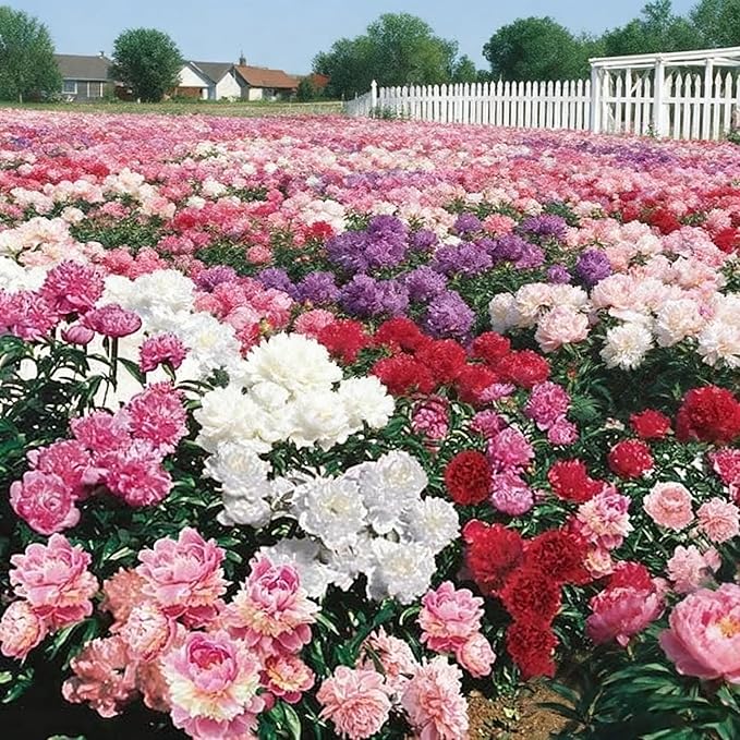 100+ Peony Seeds for Planting, Mixed Color Peony Seeds Non-GMO Heirloom, Ruffled Blooms Peony Seed for Outdoor and Indoor