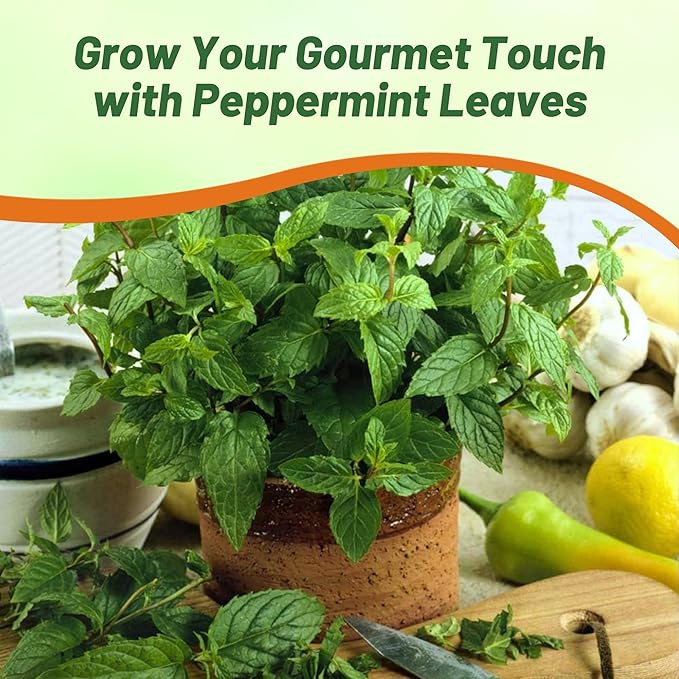 Outsidepride Peppermint Seeds for Planting - 1000 Pcs Perennial Compact Growth, Easy to Grow Herb Seeds w/Aromatic Foliage for Culinary Uses, Herbal Remedies & Wellness, Ideal for Container Gardening