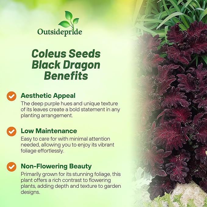 Outsidepride Black Dragon Coleus Seeds - 400 Pcs Annual, Compact, Vibrant & Serrated Foliage, Easy to Gow & Deer-Resistant, Ideal for Shaded Areas, Containers, Borders, Indoor & Outdoor Gardens