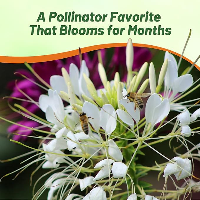 Outsidepride White Cleome Seeds - 2000 Pcs Annual Flower Seeds with Large, Airy, Spidery Blooms, Drought Tolerant Spider Plant for Xeriscaping, Flower Bed, Border, Pollinator, & Cut Flower Garden