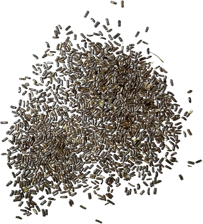 Seed Needs Strawflower Seeds for Planting - Heirloom & Open Pollinated Annual Flower Seed - Grow a Colorful Mix of Wildflowers for a Butterfly Garden, Bouquets & Floral Arrangements (2 Packs)