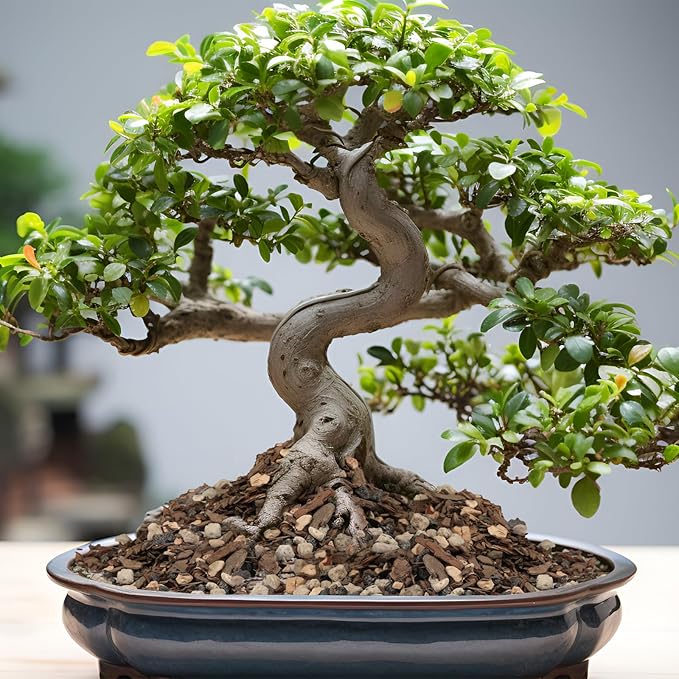 Bonsai Soil Mix 10qt, Potting Soil Mix Ready to Use for Bonsai Tree and Indoor Plants, Composed of Akadama, Lava Rock, Prumice, Bark