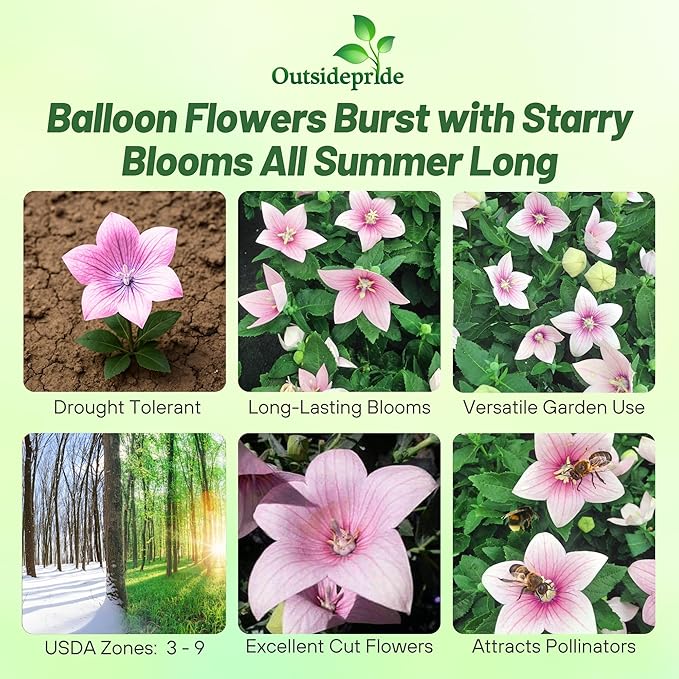Outsidepride Rose Balloon Flower Seeds for Planting – 2000 Pcs Perennial, Drought-Tolerant, Easy to Grow, Low Maintenance, Pollinator-Friendly, Star-Shaped Blooms for Outdoor Gardens and Borders