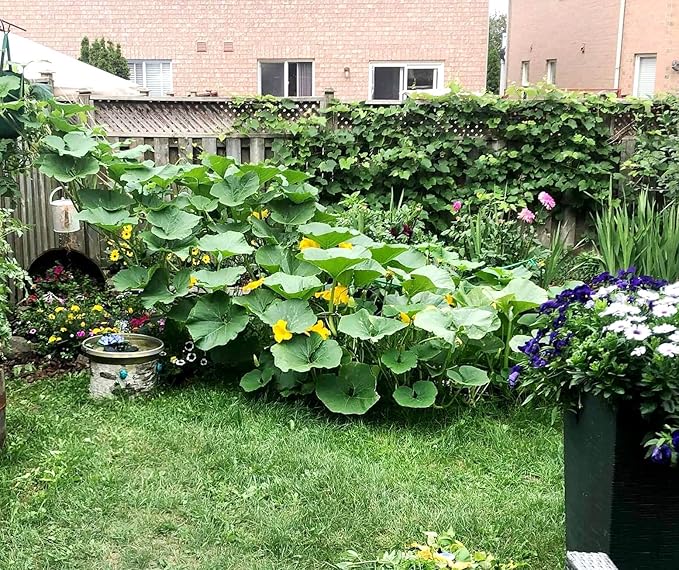 Giant Pumpkin Titan Seeds 10 Seeds for Planting Vegetable Garden Squash Gourd Seeds
