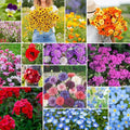 Eden Brothers Shorty Low Grow Wildflower Mixed Seeds for Planting, 1 lb, 480,000+ Seeds with Calendula, Cornflower | Attracts Pollinators, Plant in Spring or Fall, Zones 3, 4, 5, 6, 7, 8, 9, 10