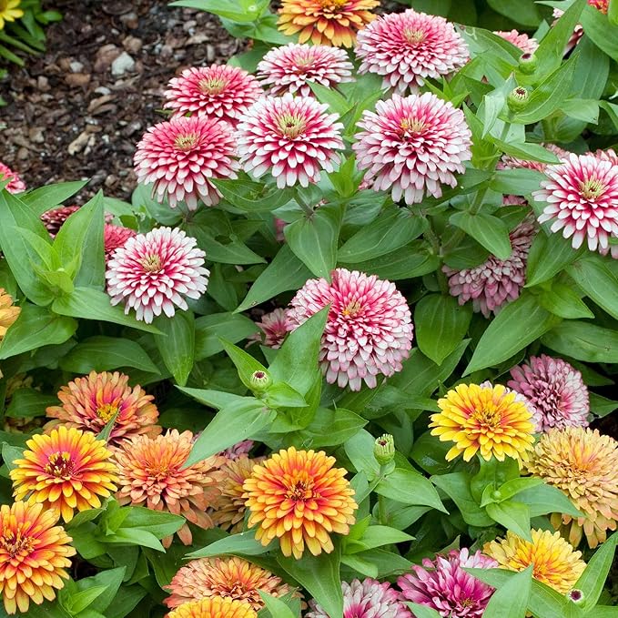 Eden Brothers Zinnia Seeds - Swizzle Mix