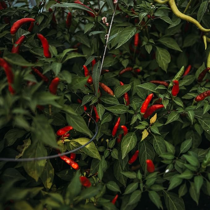 Rooster Spur Chile Pepper - 25 Seeds - Heirloom & Open-Pollinated Variety, USA-Grown Chili Seeds, Non-GMO Vegetable Seeds for Planting Indoors or Outdoors in The Home Garden, Thresh Seed Company