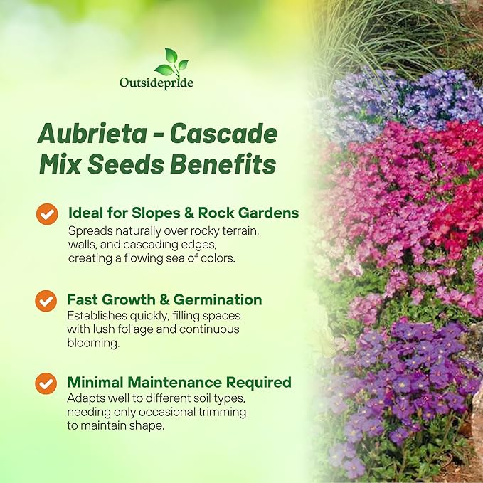 Outsidepride Cascade Mix Aubrieta Rock Cress Seeds - 2000 Pcs Perennial Flower Seeds, Easy to Grow, Low Maintenance, Cascading & Low Growing, for Baskets, Rock Walls, or Ground Covers