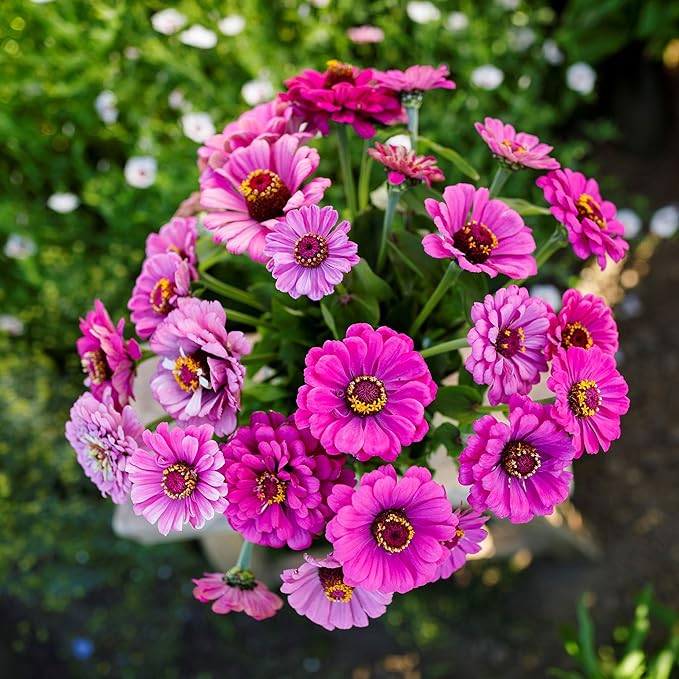 Eden Brothers Zinnia Seeds - Dream, Non-GMO Seeds for Planting, Packet | Low-Maintenance Flower Seeds, Plant During Spring, Zones 3, 4, 5, 6, 7, 8, 9, 10