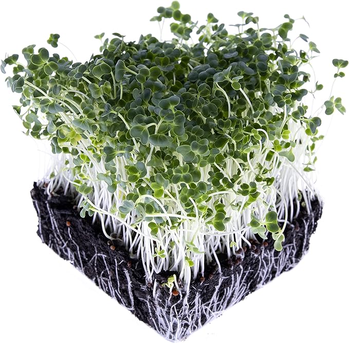 Broccoli Seeds for Sprouting & Microgreens | Calabrese Variety | Non GMO & Heirloom Seeds | Bulk 1 LB Resealable Bag | Rainbow Heirloom Seed Co.