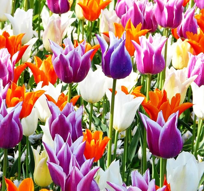 Tulips Lily Flowering Mixture Tulip Pink Red White Yellow Plant Bulbs Spring Flowering Gardens Size 12+ (15, Lily Flowering Mixture)