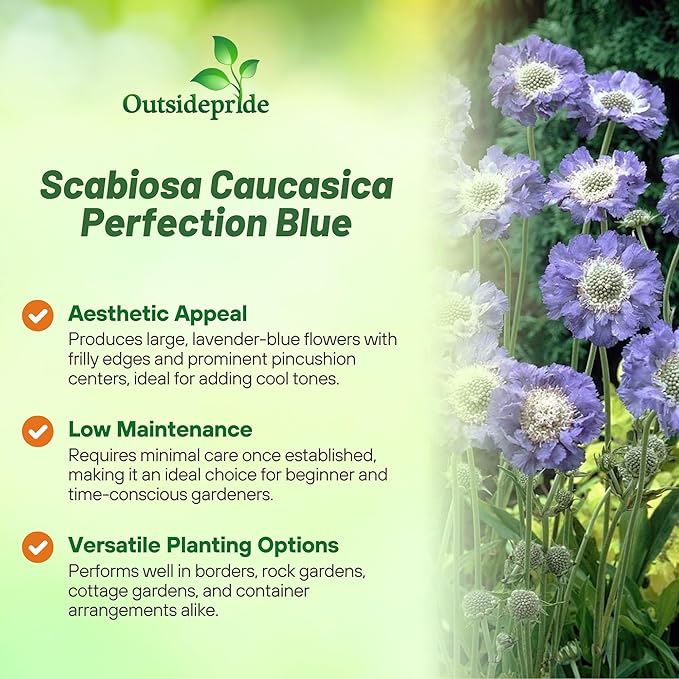 Outsidepride Perfection Blue Scabiosa Seeds - 400 Pcs Perennial Pincushion Flower Seeds That Attract Pollinators, Upright & Neat Growth Habit for Small Gardens, Borders, Containers, & Xeriscaping