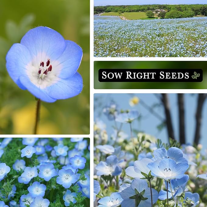 Sow Right Seeds - Baby Blue Eyes Flower Seeds for Planting - Annual Plant with Sweet Essence - Non-GMO Heirloom Packet with Instructions to Plant a Home Garden - Native California Wildflower (2)