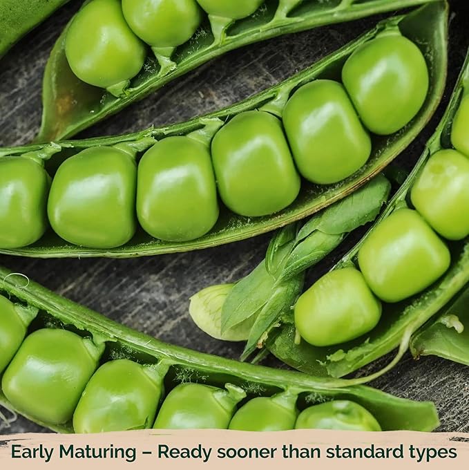 KVITER 100 Sugar Snap Peas Seeds (Pisum sativum) – Sweet Pea Heirloom Seed, Crisp Flavor, Plumper Pods & Early Harvest — Vegetable Seeds for Planting in Outdoor Garden, Containers & Beds
