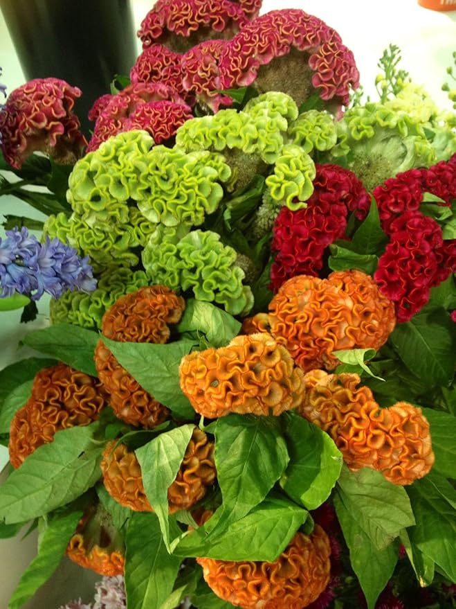 22Day Seeds: Seeds Cockscomb Mix/Celosia cristata/Includes Variety Crested West Indian Toreador/Annual Flowers