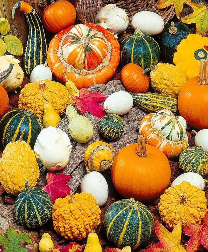 Ornamental Pumpkin Mix Seeds Giant Heirloom Vegetable for Planting Decorative Unique Non GMO 10 Seeds