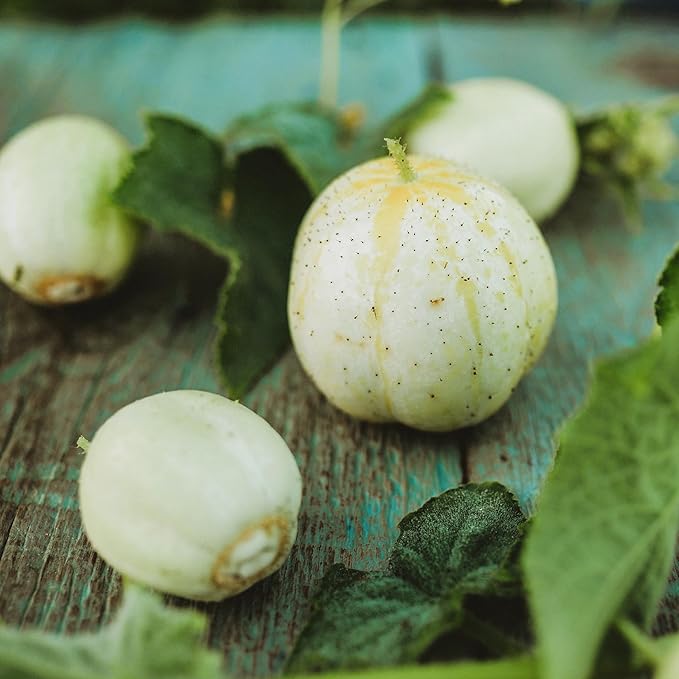 Lemon Cucumber - 25 Seeds - Heirloom & Open-Pollinated Variety, USA-Grown, Non-GMO Vegetable Seeds for Planting Indoors or Outdoors in The Home Garden, Thresh Seed Company