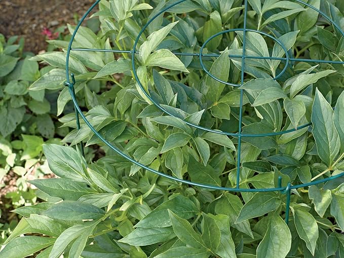 Gardener's Supply Company Grow Through Plant Support | Sturdy Metal Plants Support Frame for Peonies and Other Flopping Flowers | 30" H X 24" D (Set of 3) - Large
