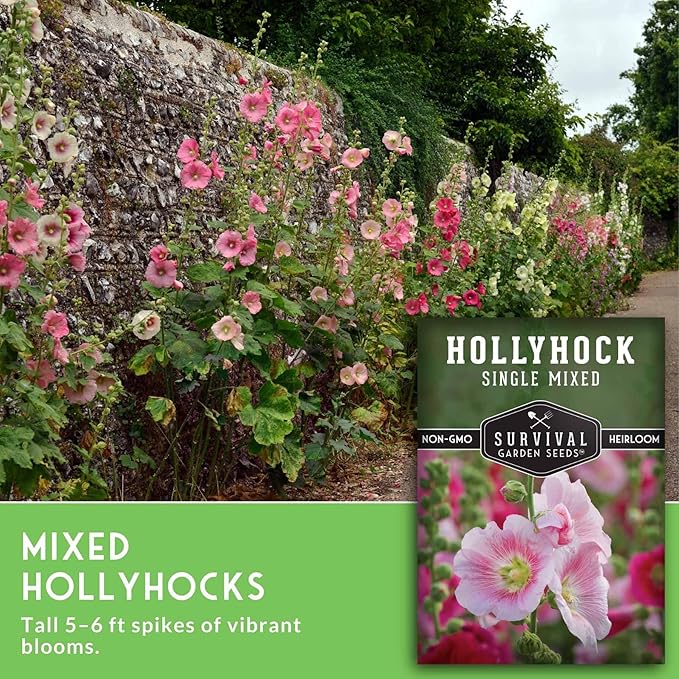 Single Mixed Hollyhock Seeds for Planting - Plant & Grow Colorful Tall Spikes of Flowers in Your Home Vegetable Garden - Non-GMO Heirloom Variety - Survival Garden Seeds (3 Packs)