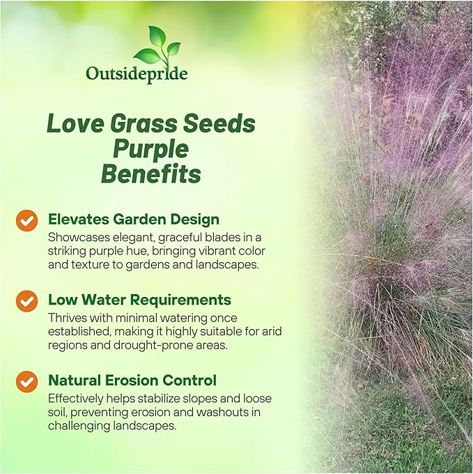 Outsidepride 1000 Seeds Perennial Eragrostis Spectabilis Ornamental Love Grass Seed for Planting