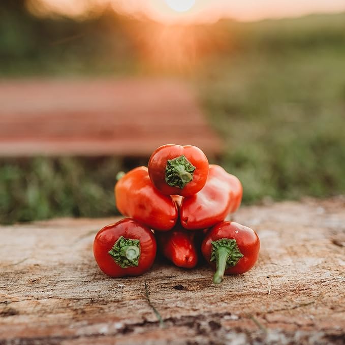 Fresno Chile Pepper - 25 Seeds - Heirloom & Open-Pollinated Variety, Non-GMO Vegetable Seeds for Planting in The Home Garden, Thresh Seed Company