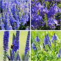 500+ Creeping Veronica Speedwell Seeds for Planting,Ground Cover Seeds,Deer Resistant Perennial Flower Seed Non-GMO Heirloom for Home Outdoor Garden