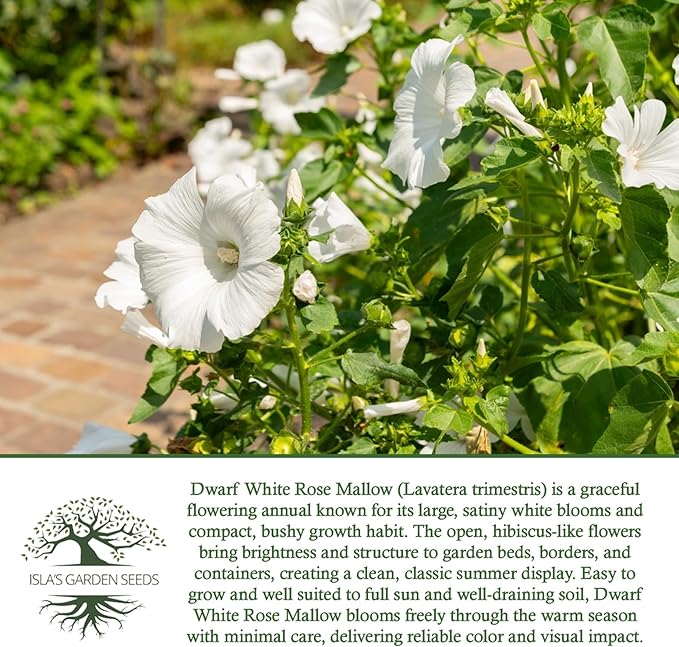 Dwarf White Rose Mallow Flower Seeds (Lavatera trimestris) – 100+ Heirloom Seeds per Packet, by Isla’s Garden Seeds, Compact Blooms for Home Gardens, Borders, Containers, Summer Flowers, Gift Idea
