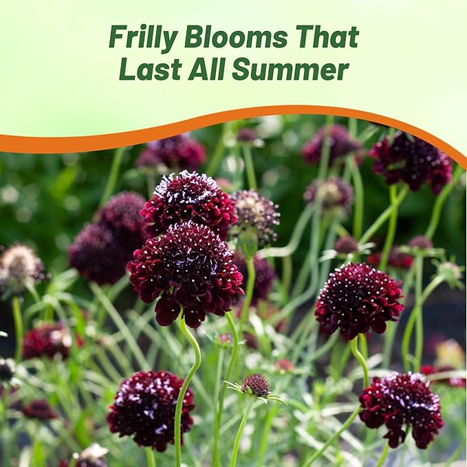 Outsidepride Double Purple Scabiosa Seeds - 400 Pcs Perennial Pincushion Flower Seeds That Attract Pollinators, Upright & Neat Growth Habit for Small Gardens, Borders, Containers, & Xeriscaping