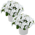Live Flowering New Guinea Impatiens - White (2 Plants Per Pack), Beautiful Shade Flowers, 12" Tall by 5" Wide in 1 Qt Pot