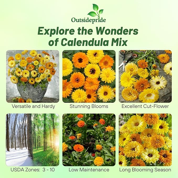 Outsidepride Mix Calendula Seeds - 1/4 lb. Annual Edible Flower Seeds for Planting for Dishes & Wellness Uses, with Vibrant Blooms for Cut Flower, Container, & Pollinator Gardens