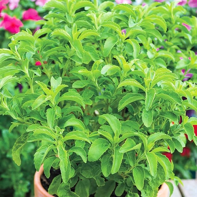 Pack 2 Stevia Plants Live, 4-7 Inches Tall, Fragrant Stevia Herb Ready to Grow Garden or Containers
