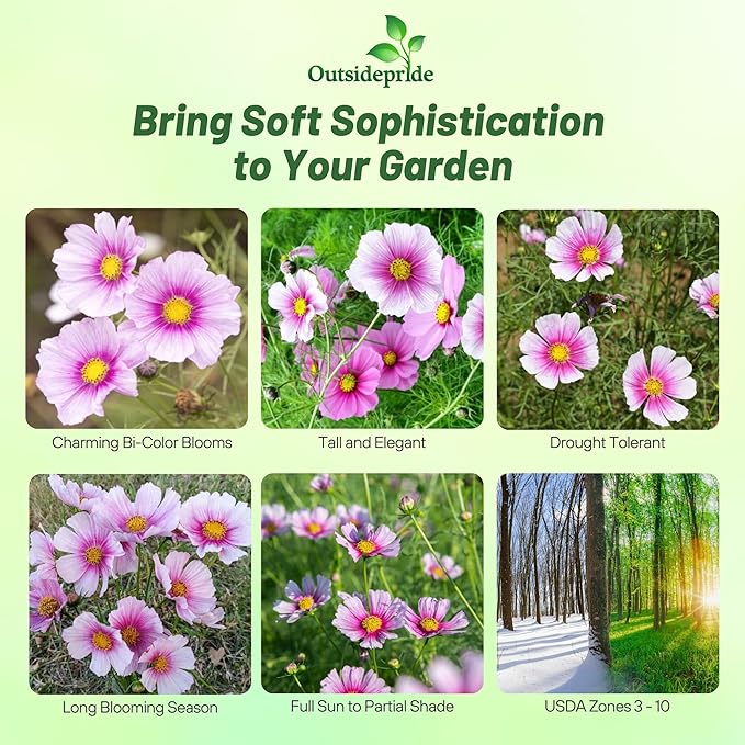 Outsidepride Day Dream Cosmos Bipinnatus Seeds - 2000 Pcs Annual, Easy to Grow & Drought Tolerant, Flower Seeds for Planting w/Fern-Like Foliage & Pink Blooms, Ideal for Borders & Wildflower Meadows
