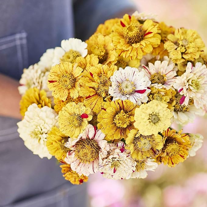 Eden Brothers Zinnia Seeds - Peppermint Stick Mixed, Non-GMO Seeds for Planting, 1 oz | Low-Maintenance Flower Seeds, Plant During Spring, Zones 3, 4, 5, 6, 7, 8, 9, 10