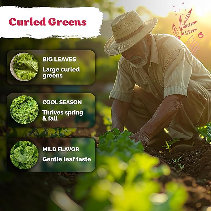 KVITER 1500 Southern Giant Curly Mustard Seeds (Brassica juncea) – Non GMO Heirloom Fast Growing Mustard Seed Packets – Vegetable Seeds for Planting Leafy Greens for Home Garden Spring & Fall Planting