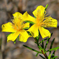 3000 Great Saint Johns Wort St John's Hypericum Pyramidatum Yellow Flower Herb Seeds