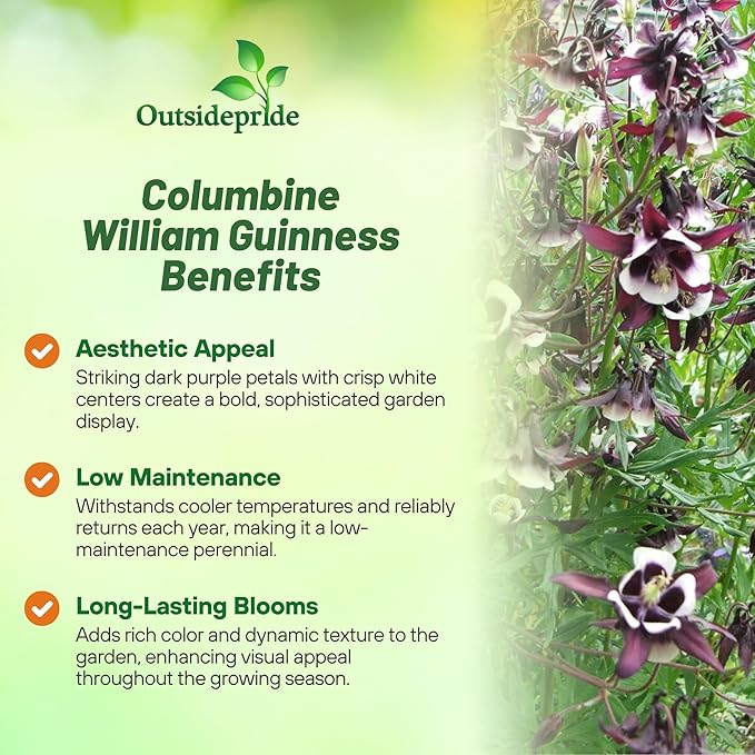 Outsidepride William Guinness Columbine Seeds - 2000 Pcs Perennial, Easy to Grow Flower Seeds for Planting, Suitable for Pollinator-Friendly Garden, Cut Floral Arrangements, Ground Covers, or Borders