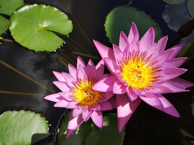 15pcs Mixed Lotus Seeds – Colorful Bowl Lotus & Water Lily Flower Seeds for Planting | Aquatic Plants for Ponds, Indoor Bonsai, Outdoor Water Gardens, Patio Decor