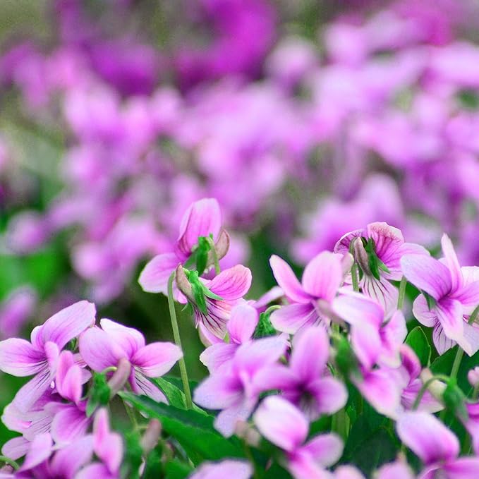 Mix Violet Flower Seeds, 1000pcs Perennial Sweet Viola Seeds Plants, Non-GMO Heirloom Rare Beauty Home Garden Blooming Flowers Plants for Outdoors Indoors