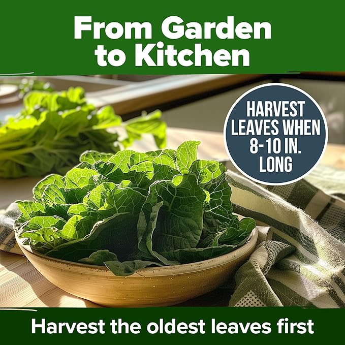 HOME GROWN Non GMO Collard Green Seeds - 300 Seeds for Fall Planting - High Germination Heirloom Vegetable Seeds, Vates Collard Greens Seed Pack (Brassica oleracea)