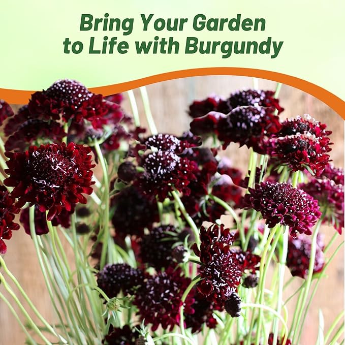 Outsidepride Burgundy Beau Scabiosa Seeds - 100 Pcs Perennial Pincushion Flower Seeds That Attract Pollinators, Upright & Neat Growth Habit for Small Gardens, Borders, Containers, & Xeriscaping