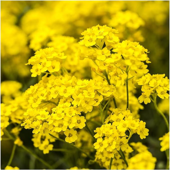 Seed Needs Alyssum Seeds for Planting Basket of Gold - Heirloom Annual Flowers to Attract Pollinators Butterflies & Bees to Outdoor Rock Gardens, Pots, Containers & Window Boxes (2 Packs)